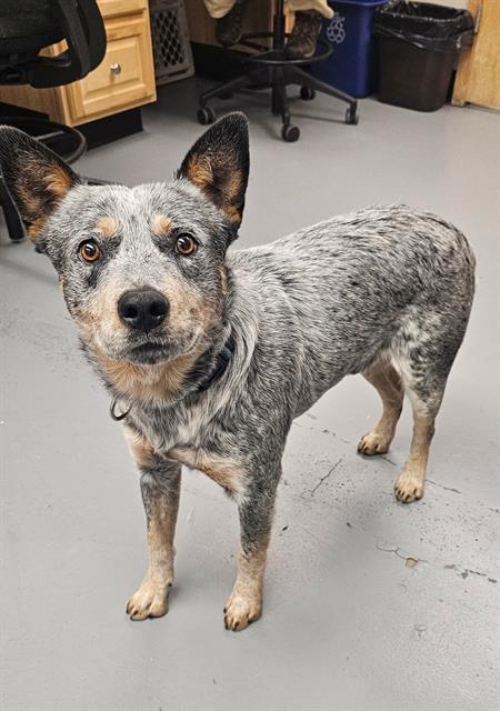 Quinn, ADOPTABLE, Adult Male Australian Cattle Dog / Blue Heeler.