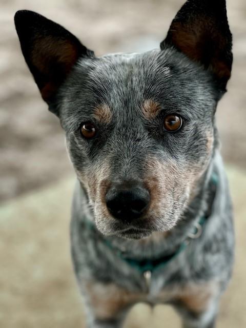 Quinn, adoptable, Adult Male Australian Cattle Dog / Blue Heeler.