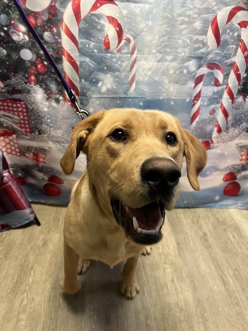 Enlarge Henry-Not Accepting Applications Yet!!!, a Adoptable Yellow Labrador Retriever in Medina, OH image 2/6