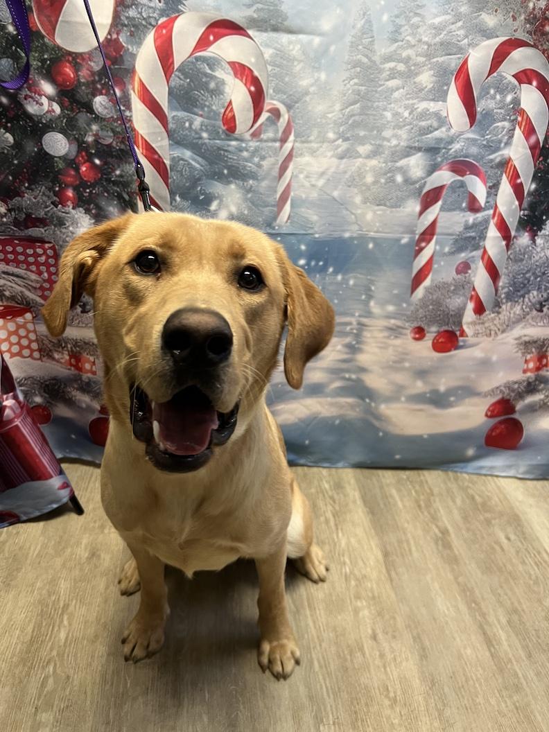 Enlarge Henry-Not Accepting Applications Yet!!!, a Adoptable Yellow Labrador Retriever in Medina, OH image 3/6