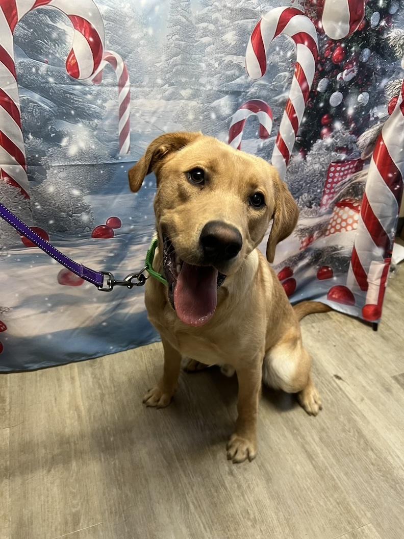 Enlarge Henry-Not Accepting Applications Yet!!!, a Adoptable Yellow Labrador Retriever in Medina, OH image 4/6