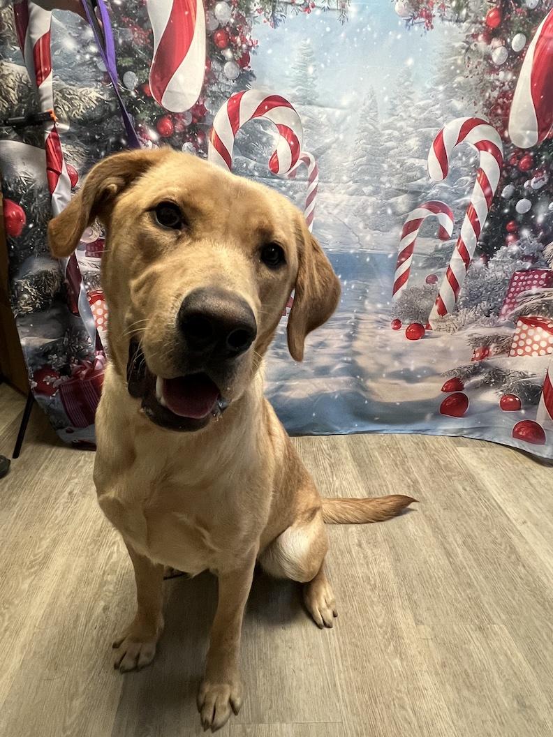 Enlarge Henry-Not Accepting Applications Yet!!!, a Adoptable Yellow Labrador Retriever in Medina, OH image 1/6