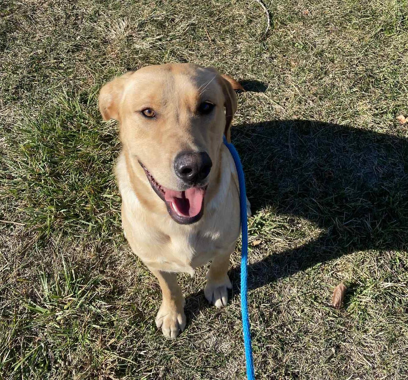 Enlarge Henry-Not Accepting Applications Yet!!!, a Adoptable Yellow Labrador Retriever in Medina, OH image 6/6