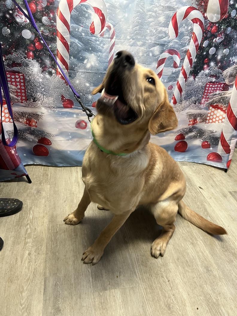 Enlarge Henry-Not Accepting Applications Yet!!!, a Adoptable Yellow Labrador Retriever in Medina, OH image 5/6