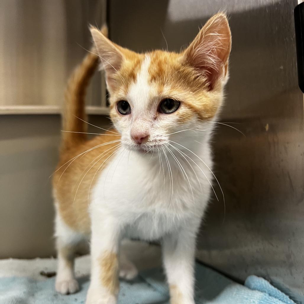 Raven, Adoptable, Kitten Female Domestic Short Hair.