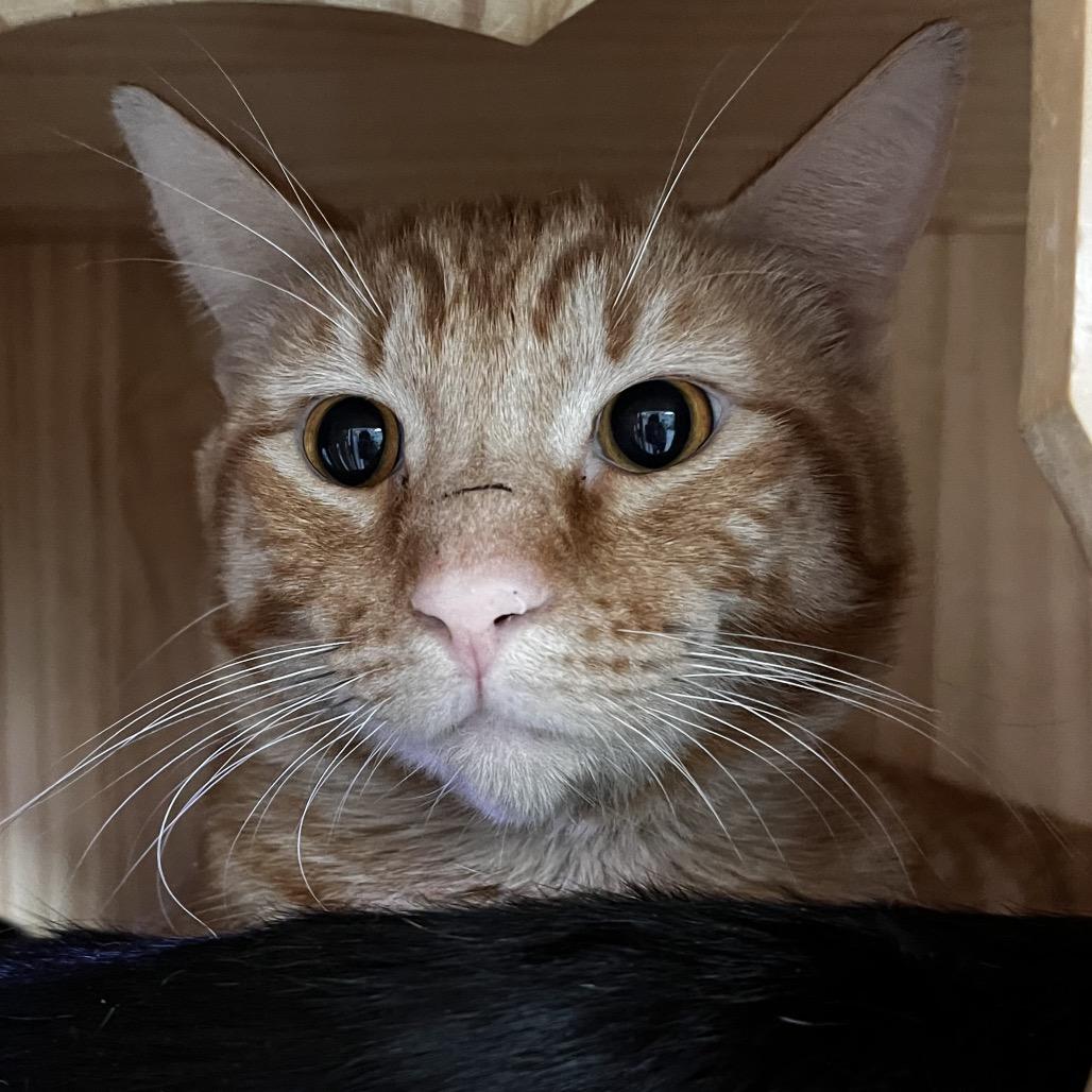 Paulie, Adoptable, Adult Male Domestic Short Hair.
