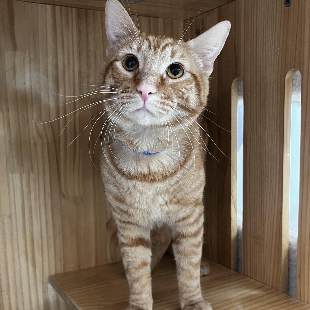 Enlarge Paulie, a Adoptable Domestic Short Hair in Yucca Valley, CA image 2/4