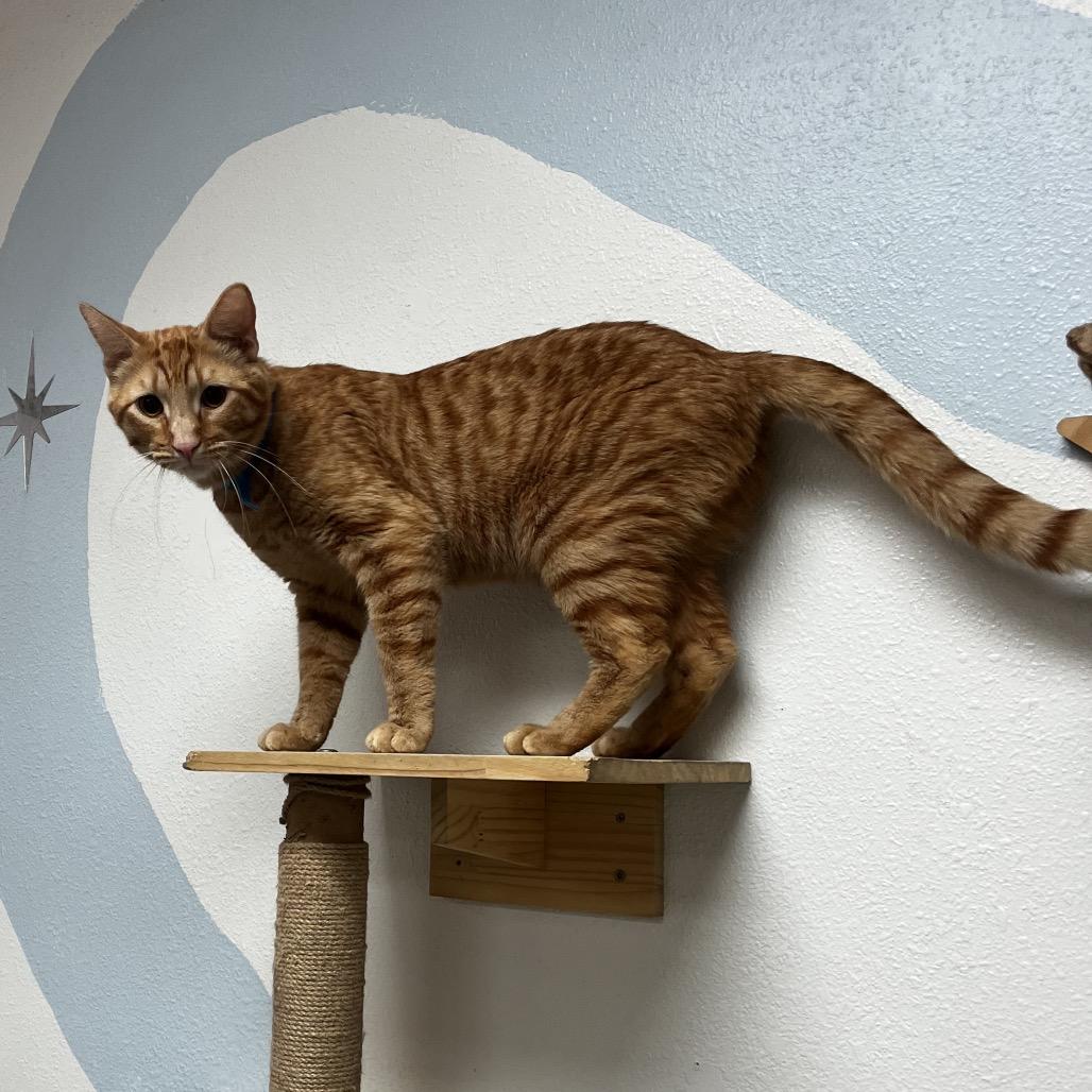 Enlarge Paulie, a Adoptable Domestic Short Hair in Yucca Valley, CA image 3/4