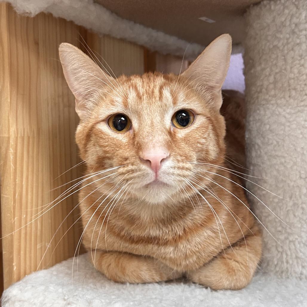 Enlarge Paulie, a Adoptable Domestic Short Hair in Yucca Valley, CA image 4/4