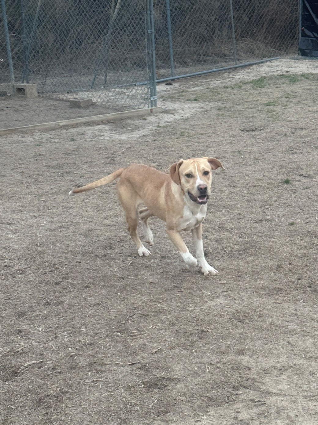 Enlarge Grady, a Adoptable Hound in Eastman, GA image 1/1