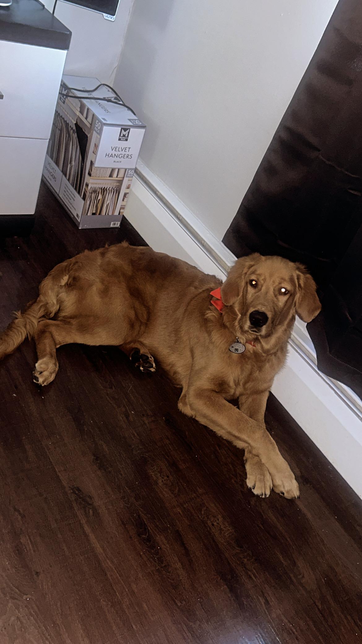 Enlarge Braco, an adopted Golden Retriever in Southington, CT image 5/6