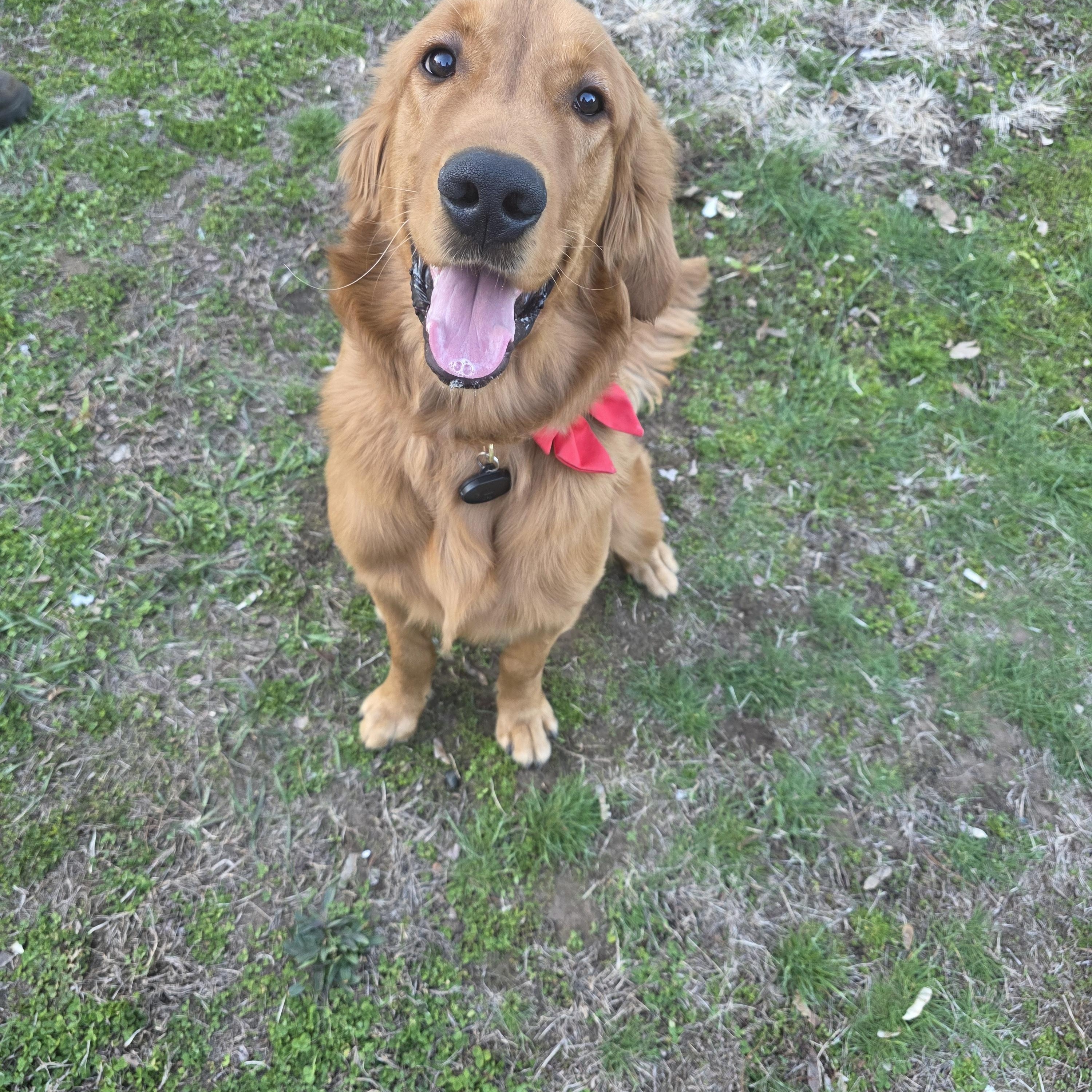 Enlarge Braco, an adopted Golden Retriever in Southington, CT image 1/6