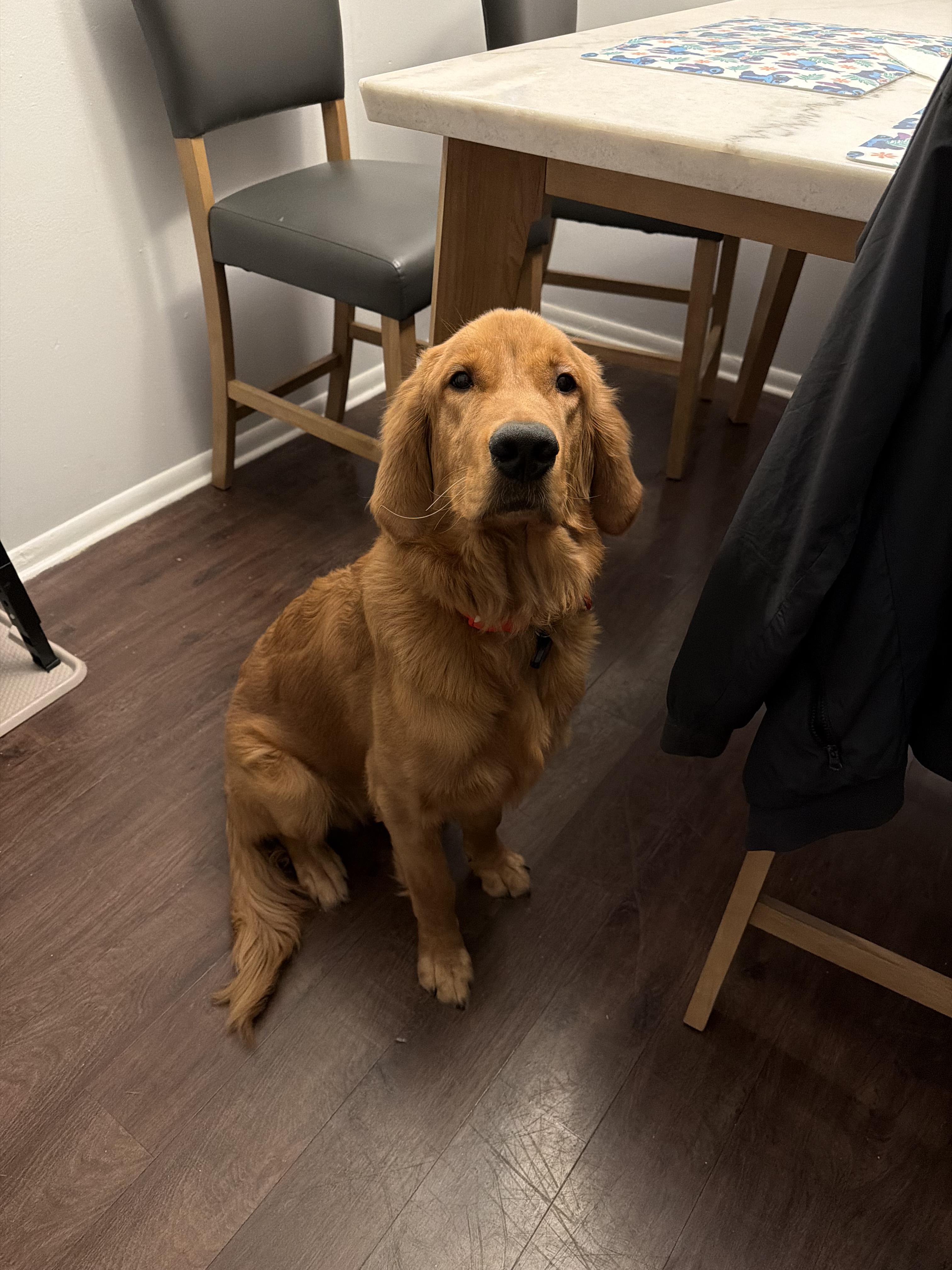 Enlarge Braco, an adopted Golden Retriever in Southington, CT image 2/6