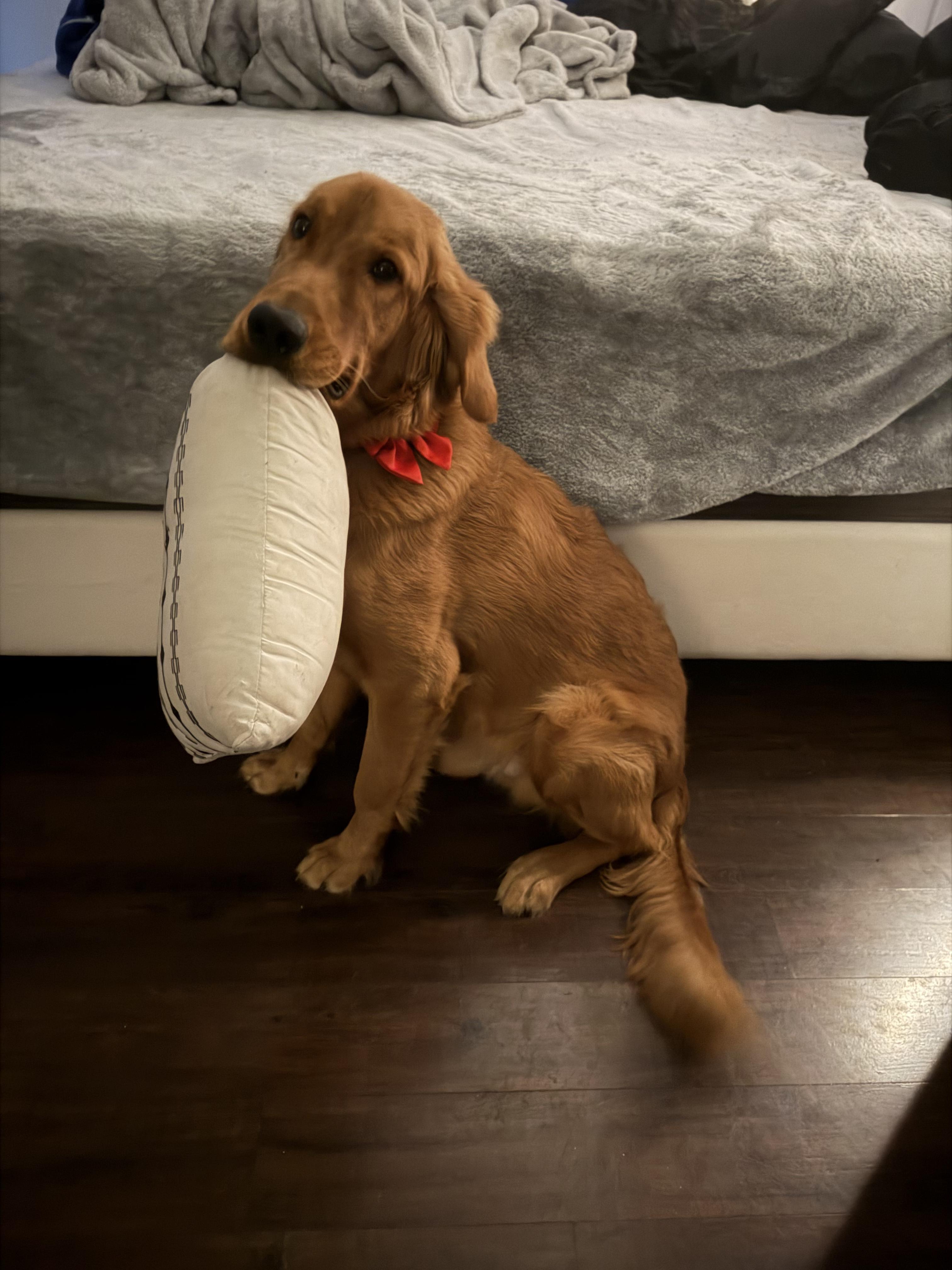 Enlarge Braco, an adopted Golden Retriever in Southington, CT image 6/6