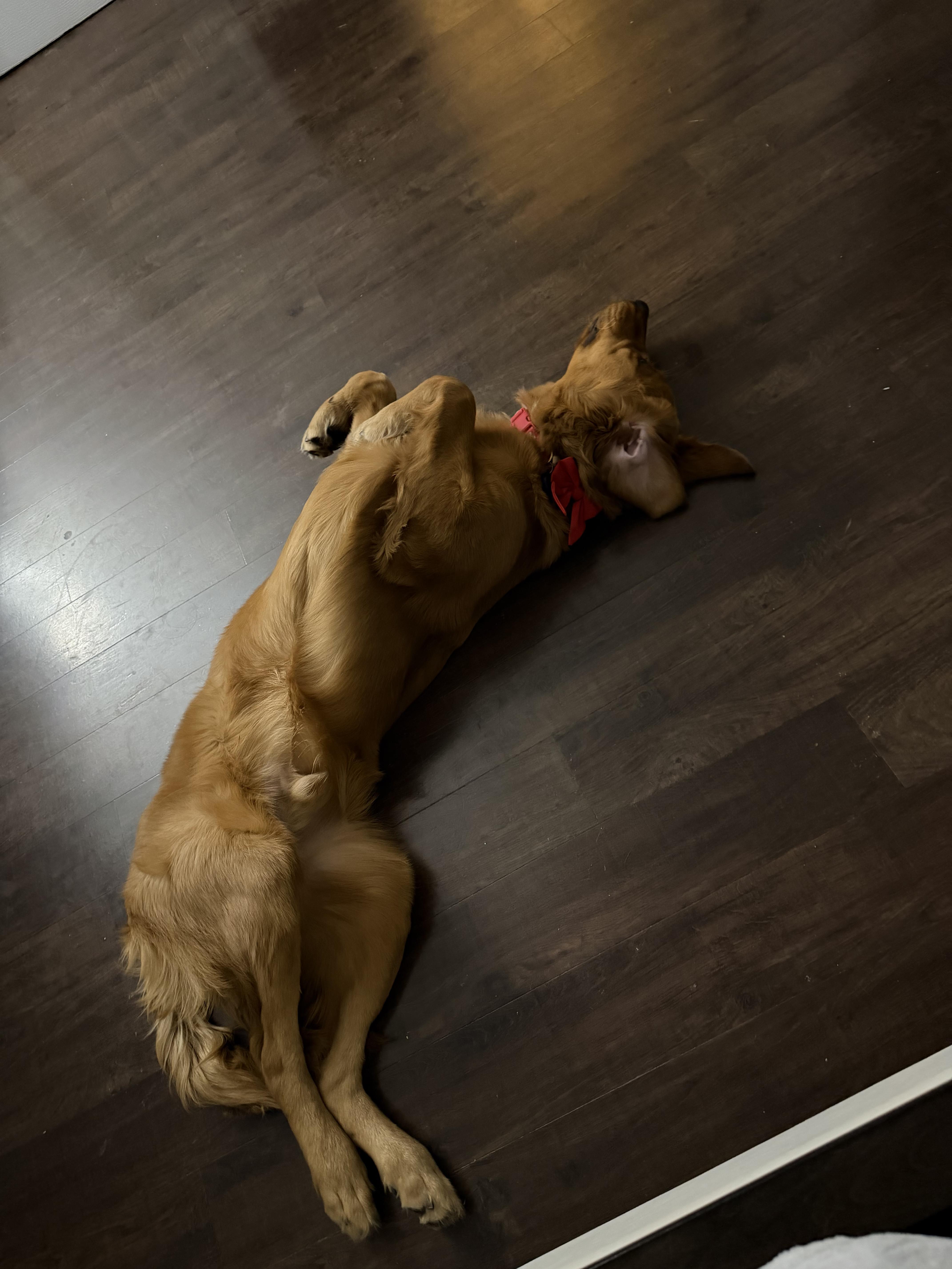 Enlarge Braco, an adopted Golden Retriever in Southington, CT image 4/6