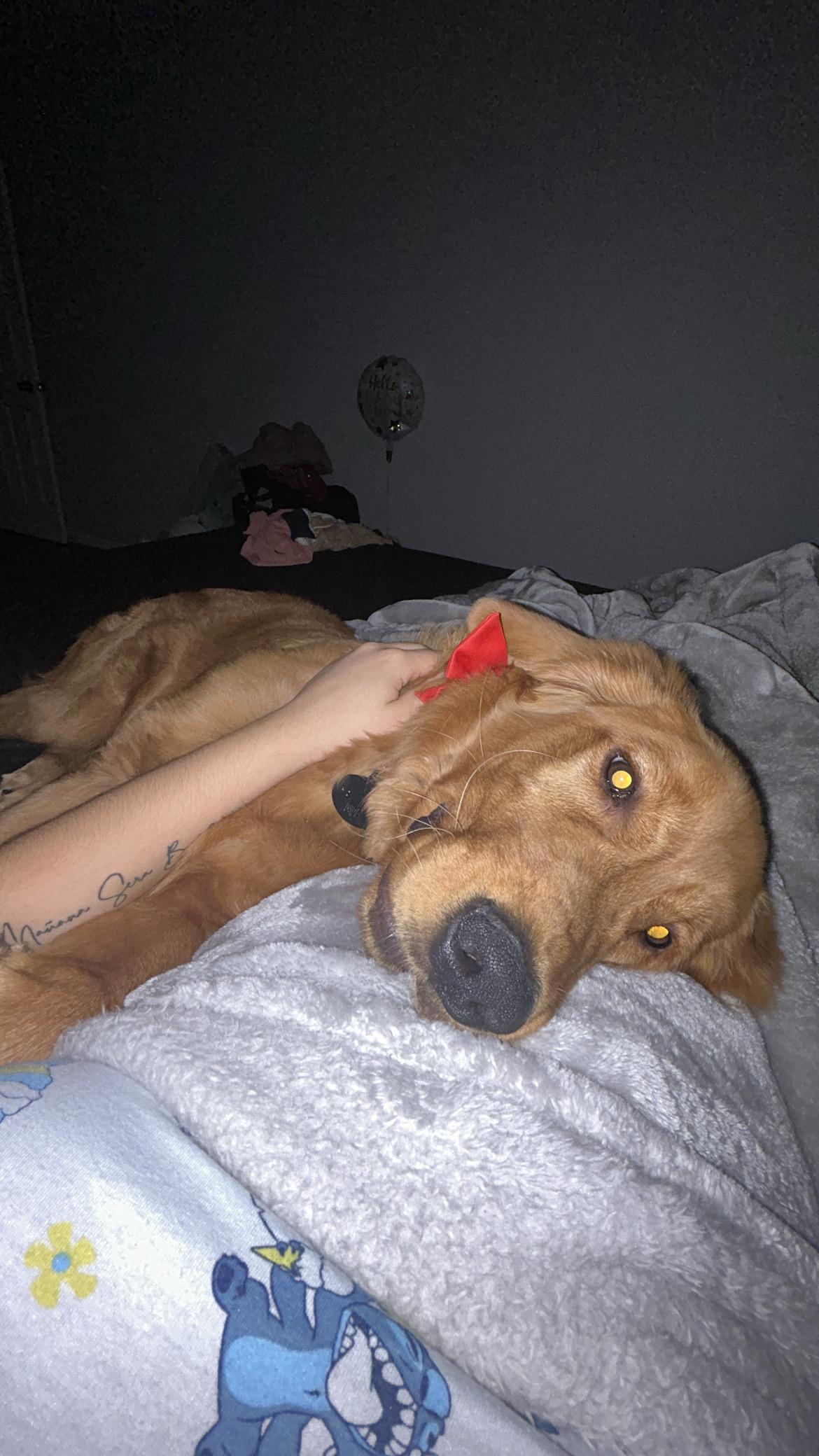 Enlarge Braco, an adopted Golden Retriever in Southington, CT image 3/6