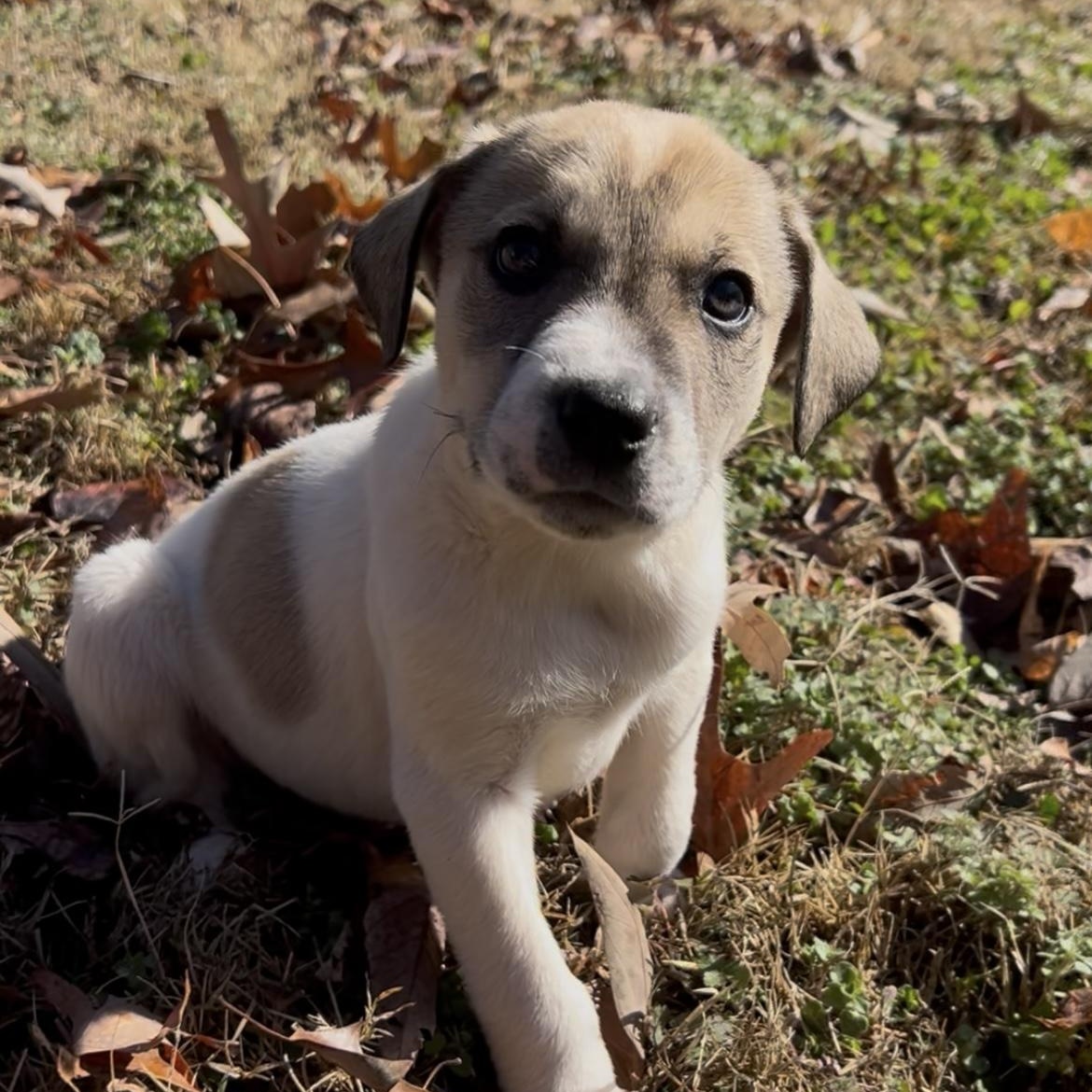 Phillie, ADOPTABLE, Puppy Male Australian Cattle Dog / Blue Heeler & Terrier.