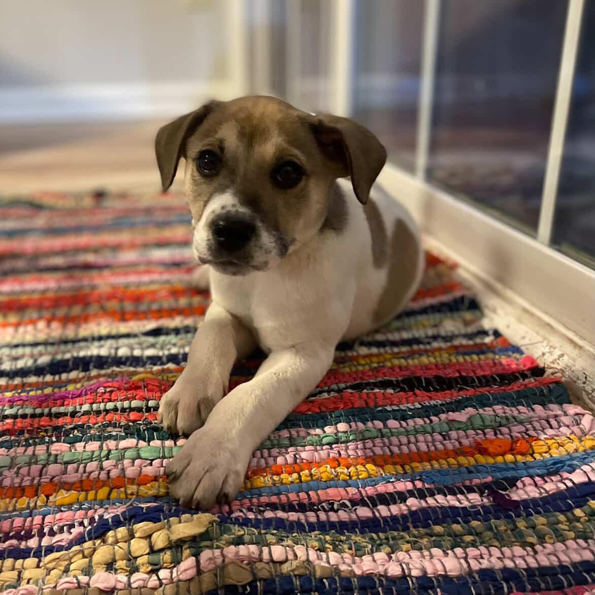 Enlarge Phillie, an adopted mixed breed in Rock Hill, SC image 2/6