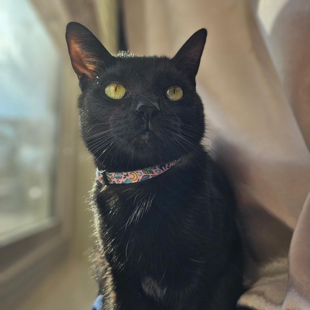 Louie, Adoptable, Adult Male Domestic Short Hair.