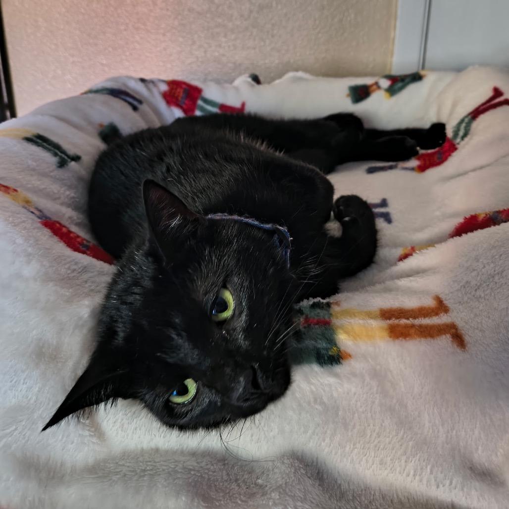 Enlarge Louie, a Adoptable Domestic Short Hair in Phoenix, AZ image 2/6