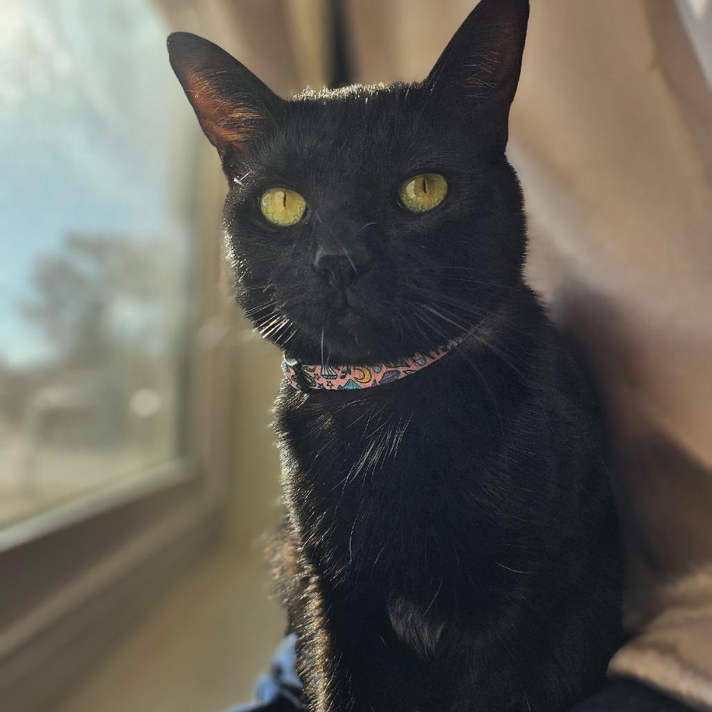 Enlarge Louie, a Adoptable Domestic Short Hair in Phoenix, AZ image 3/6