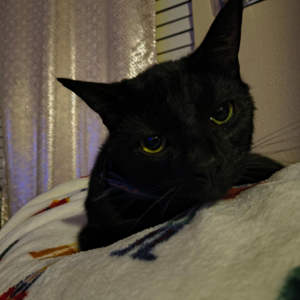 Enlarge Louie, a Adoptable Domestic Short Hair in Phoenix, AZ image 4/6