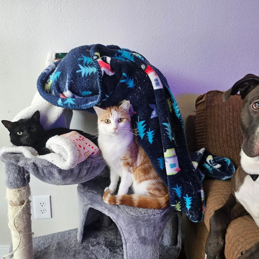 Enlarge Louie, a Adoptable Domestic Short Hair in Phoenix, AZ image 5/6