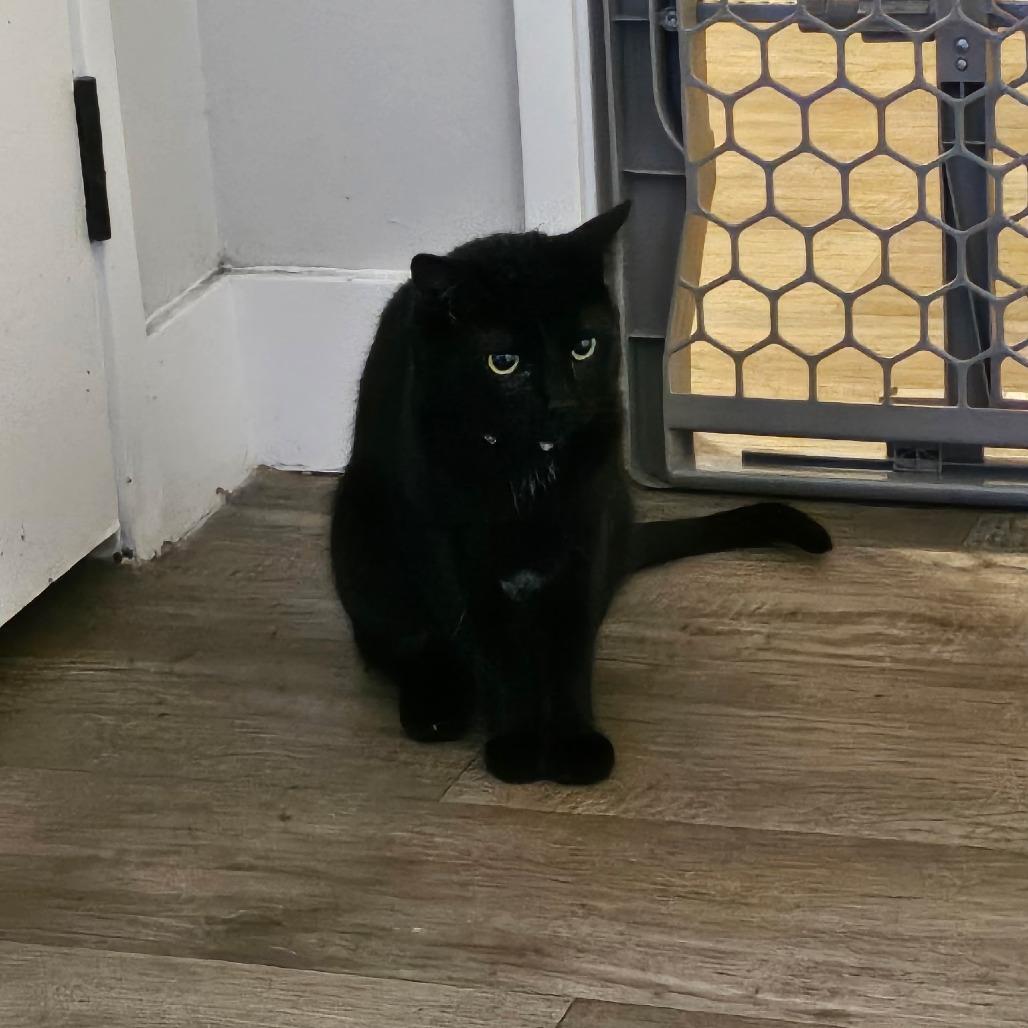 Enlarge Louie, a Adoptable Domestic Short Hair in Phoenix, AZ image 6/6