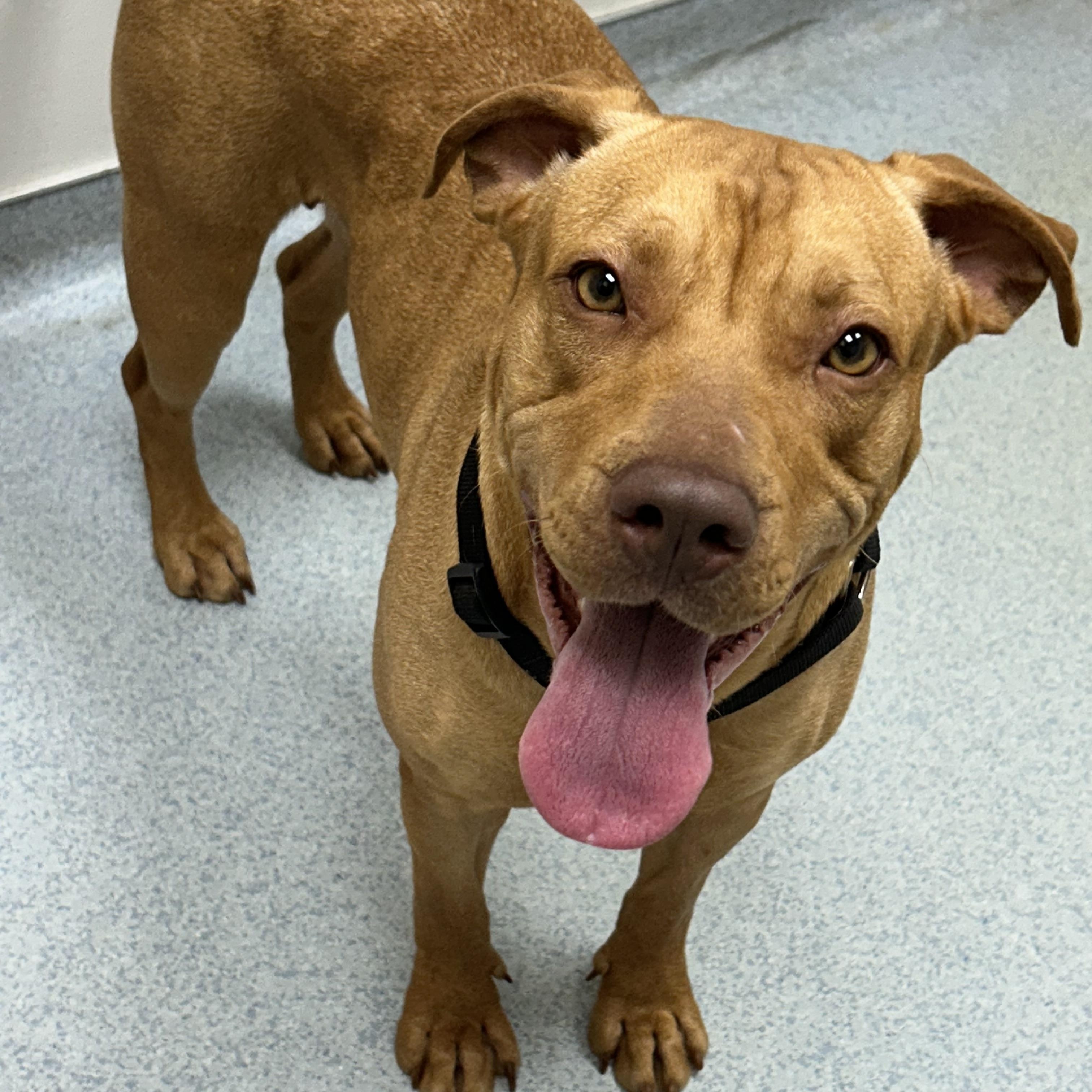 Enlarge Josie, a Adoptable mixed breed in Lilburn, GA image 5/6