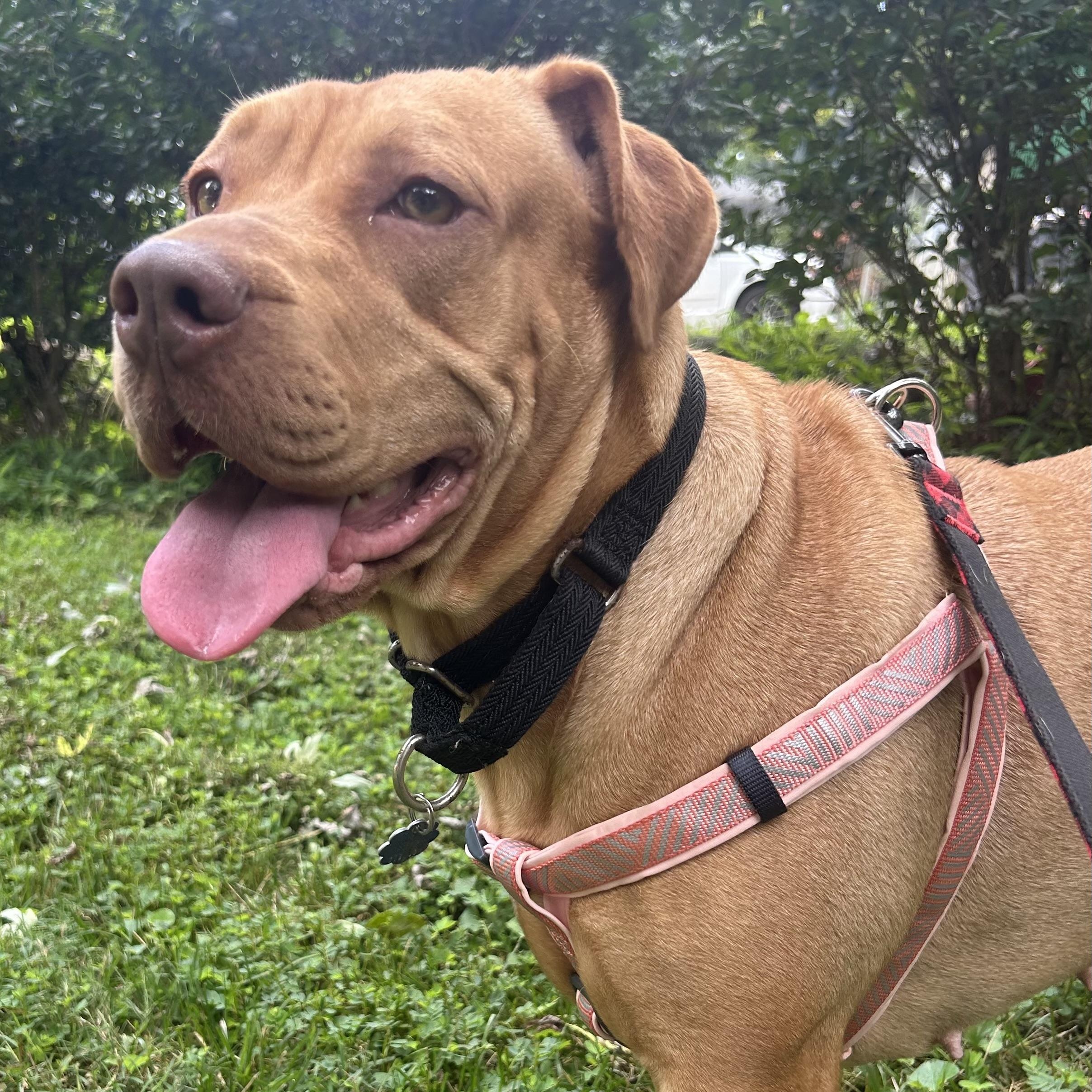 Enlarge Josie, a Adoptable mixed breed in Lilburn, GA image 3/6