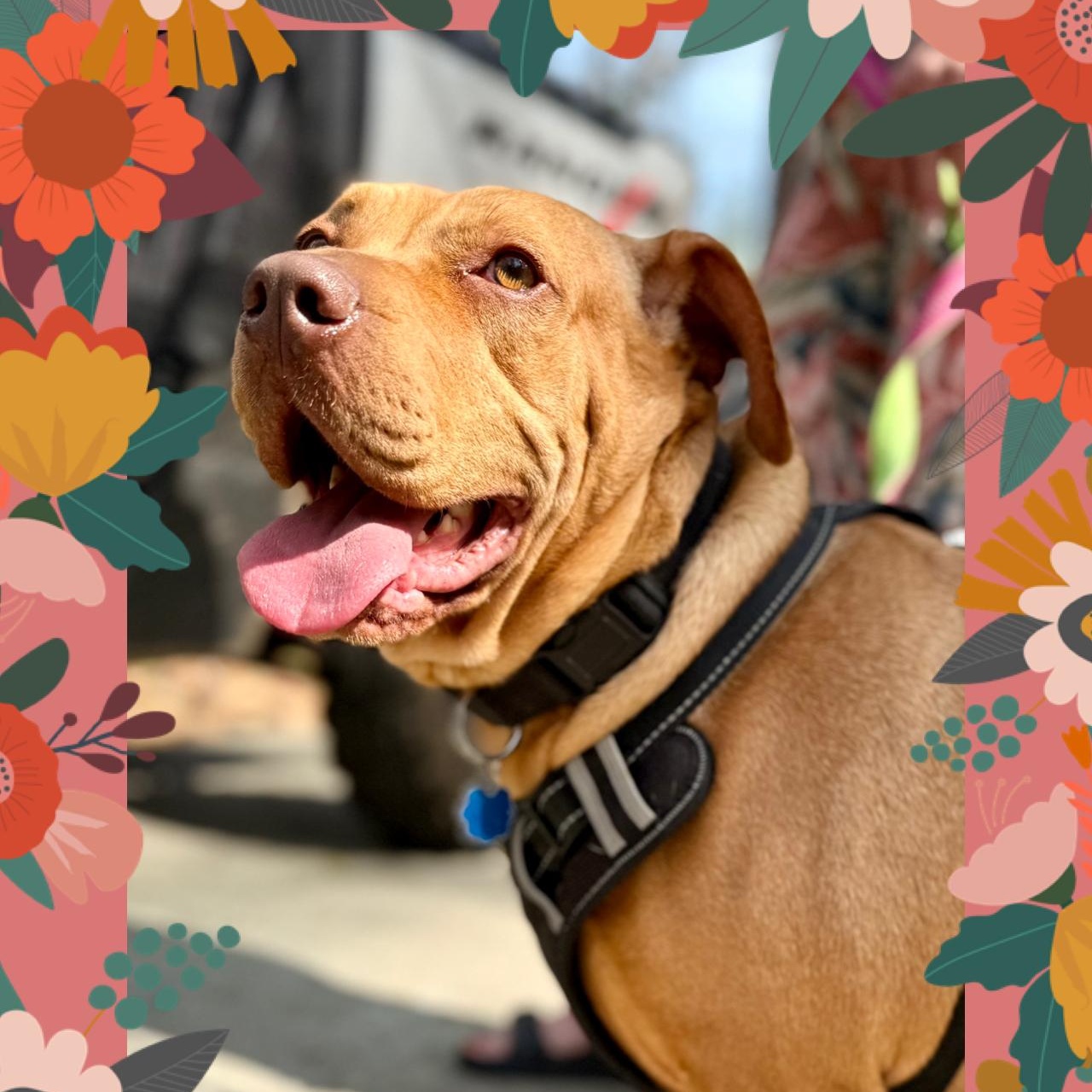 Enlarge Josie, a Adoptable mixed breed in Lilburn, GA image 1/6