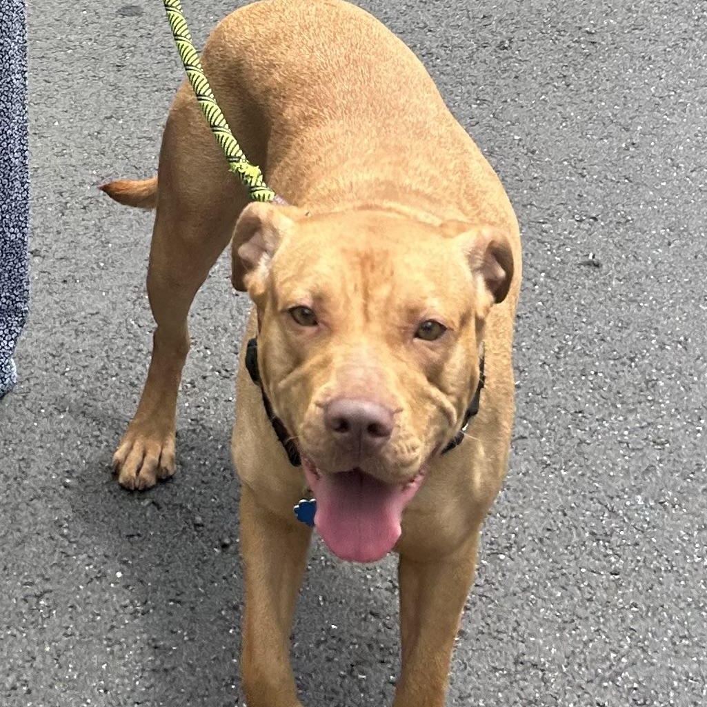 Enlarge Josie, a Adoptable mixed breed in Lilburn, GA image 6/6