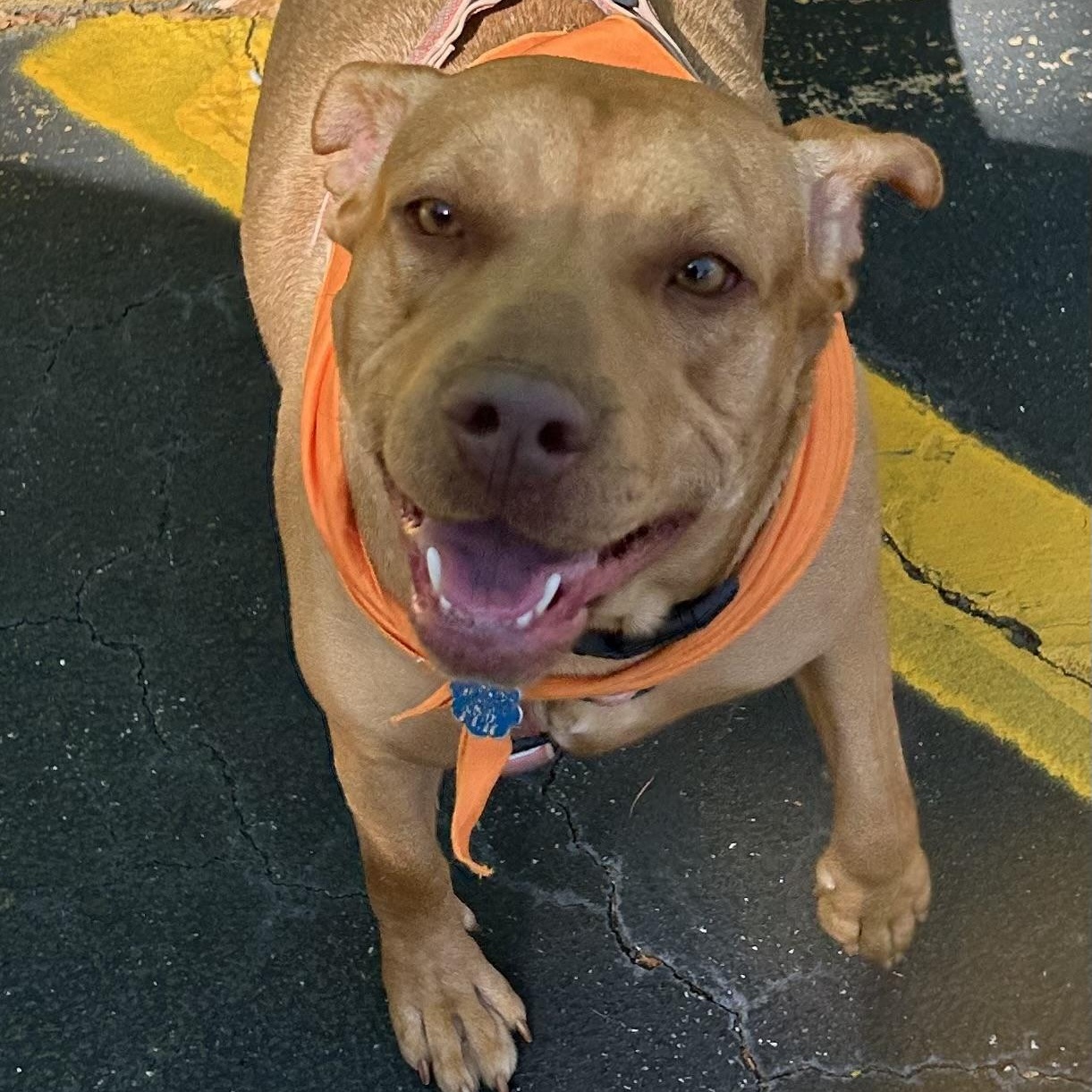 Enlarge Josie, a Adoptable mixed breed in Lilburn, GA image 2/6