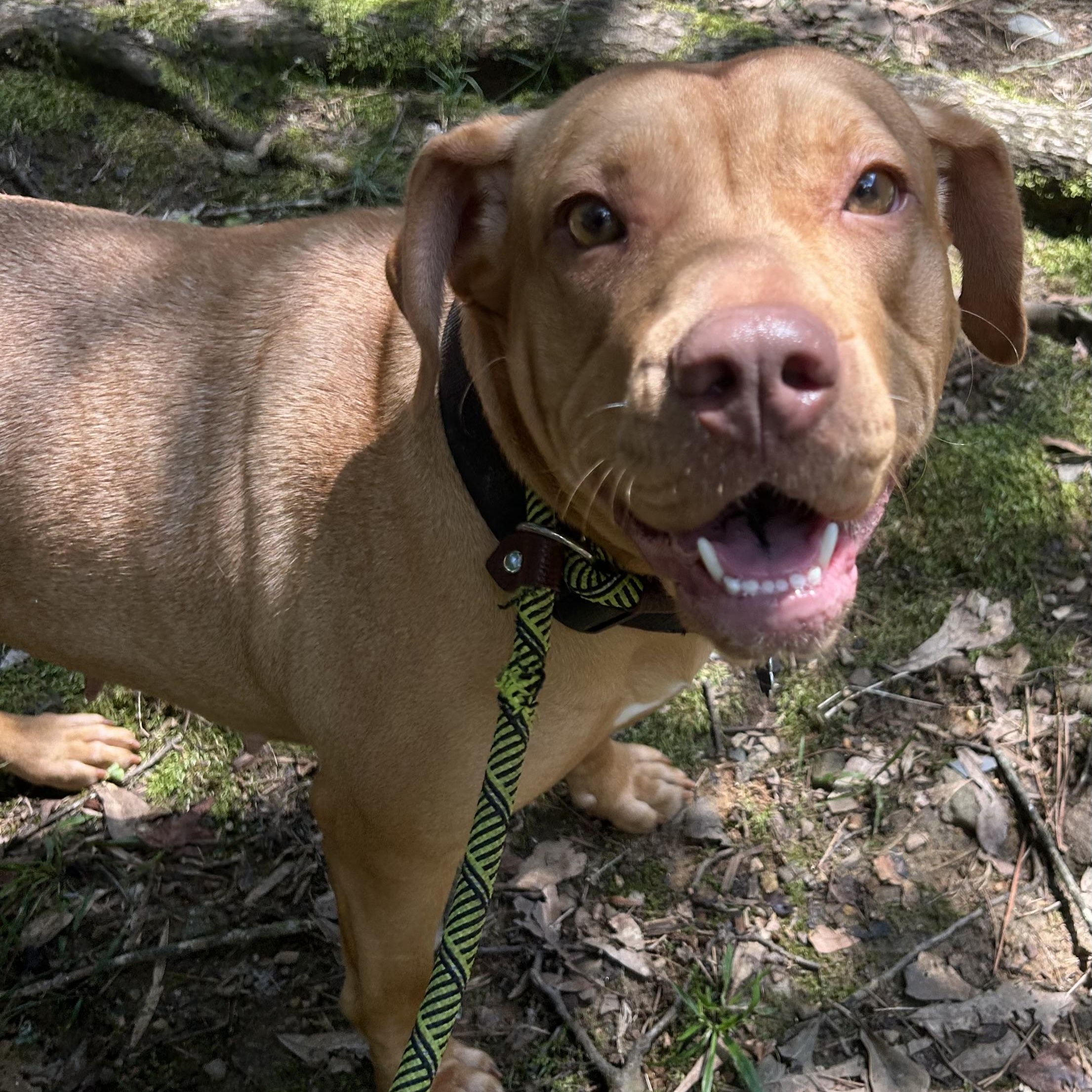 Enlarge Josie, a Adoptable mixed breed in Lilburn, GA image 4/6