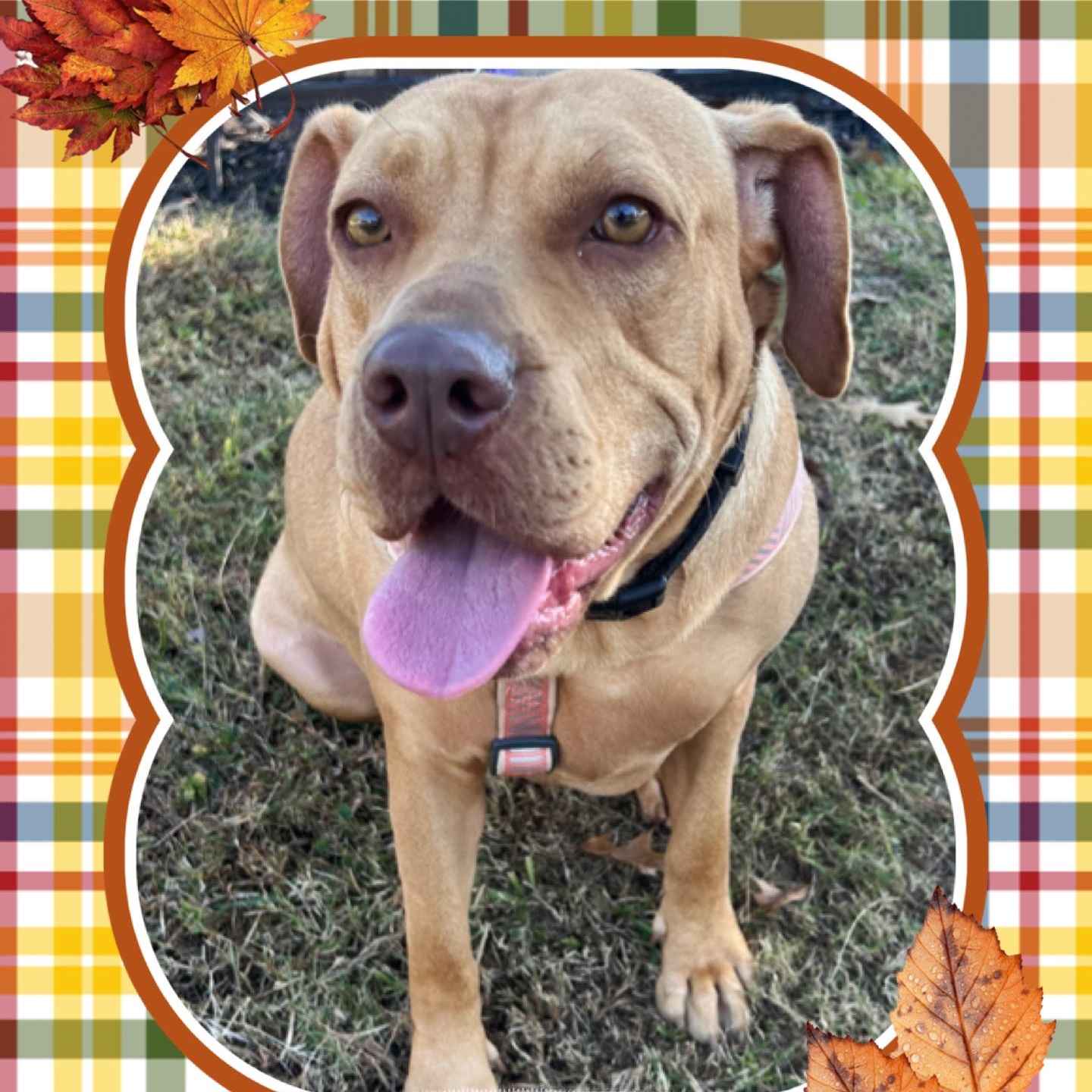 Enlarge Josie, a Adoptable mixed breed in Lilburn, GA image 1/6