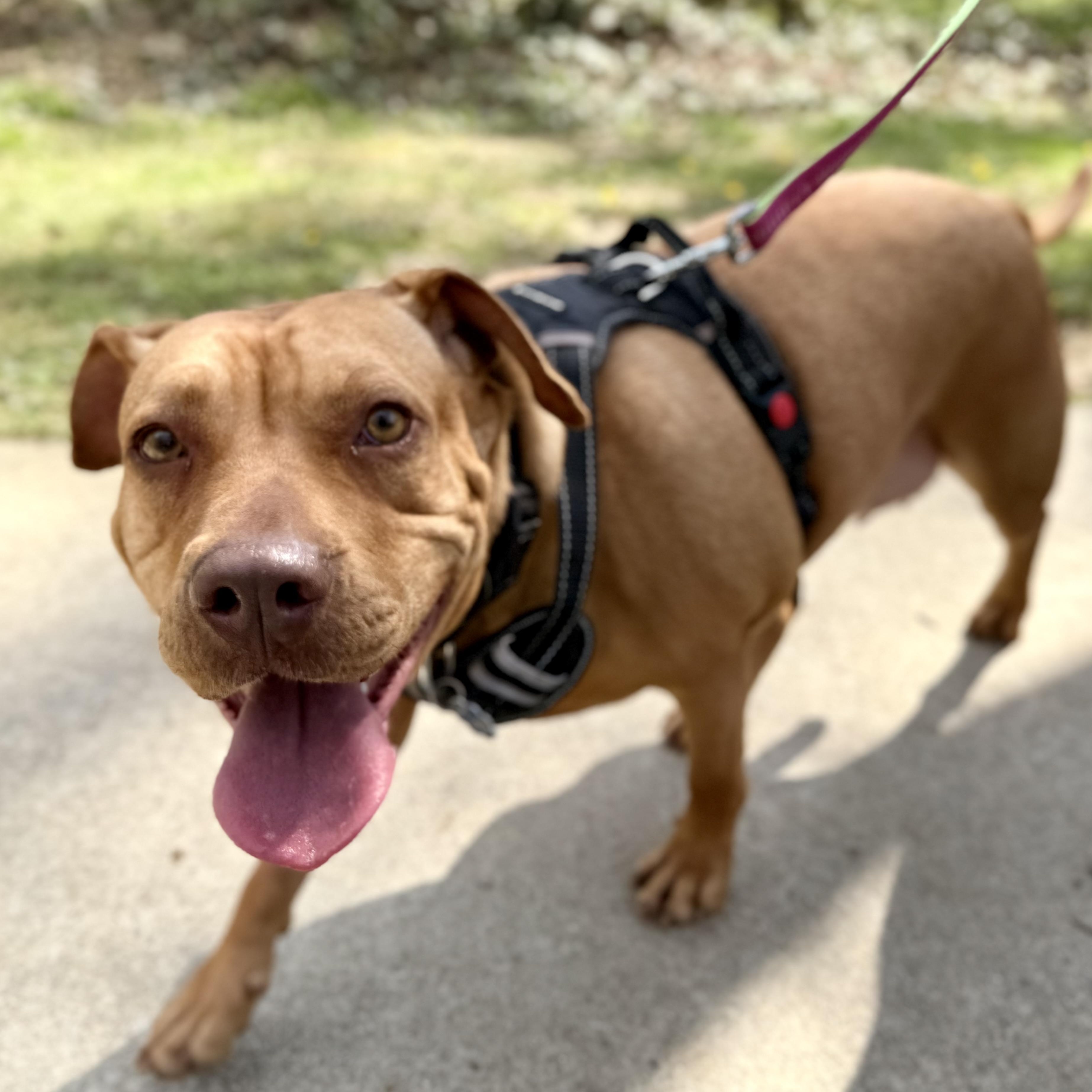 Enlarge Josie, a Adoptable mixed breed in Lilburn, GA image 6/6