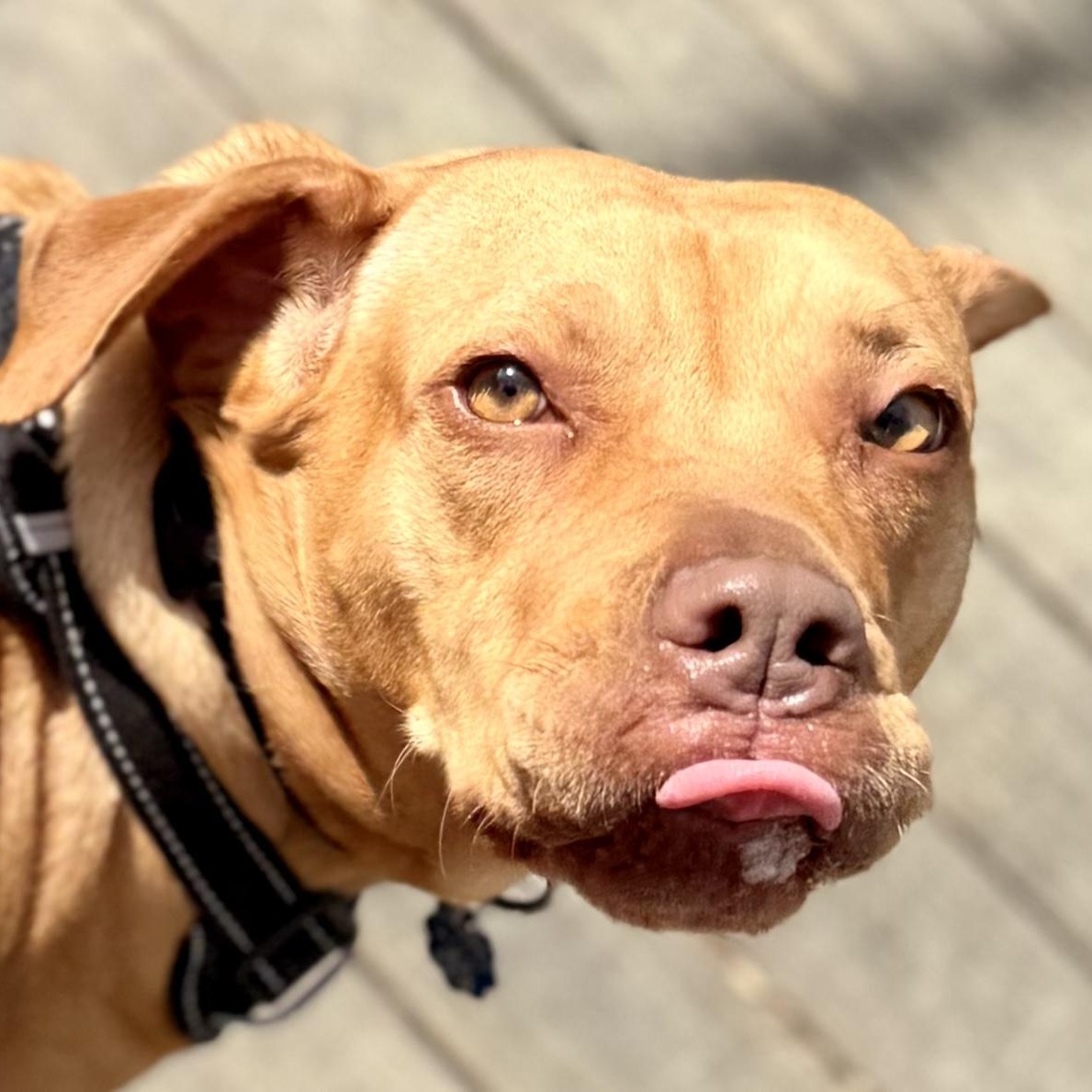 Enlarge Josie, a Adoptable mixed breed in Lilburn, GA image 5/6