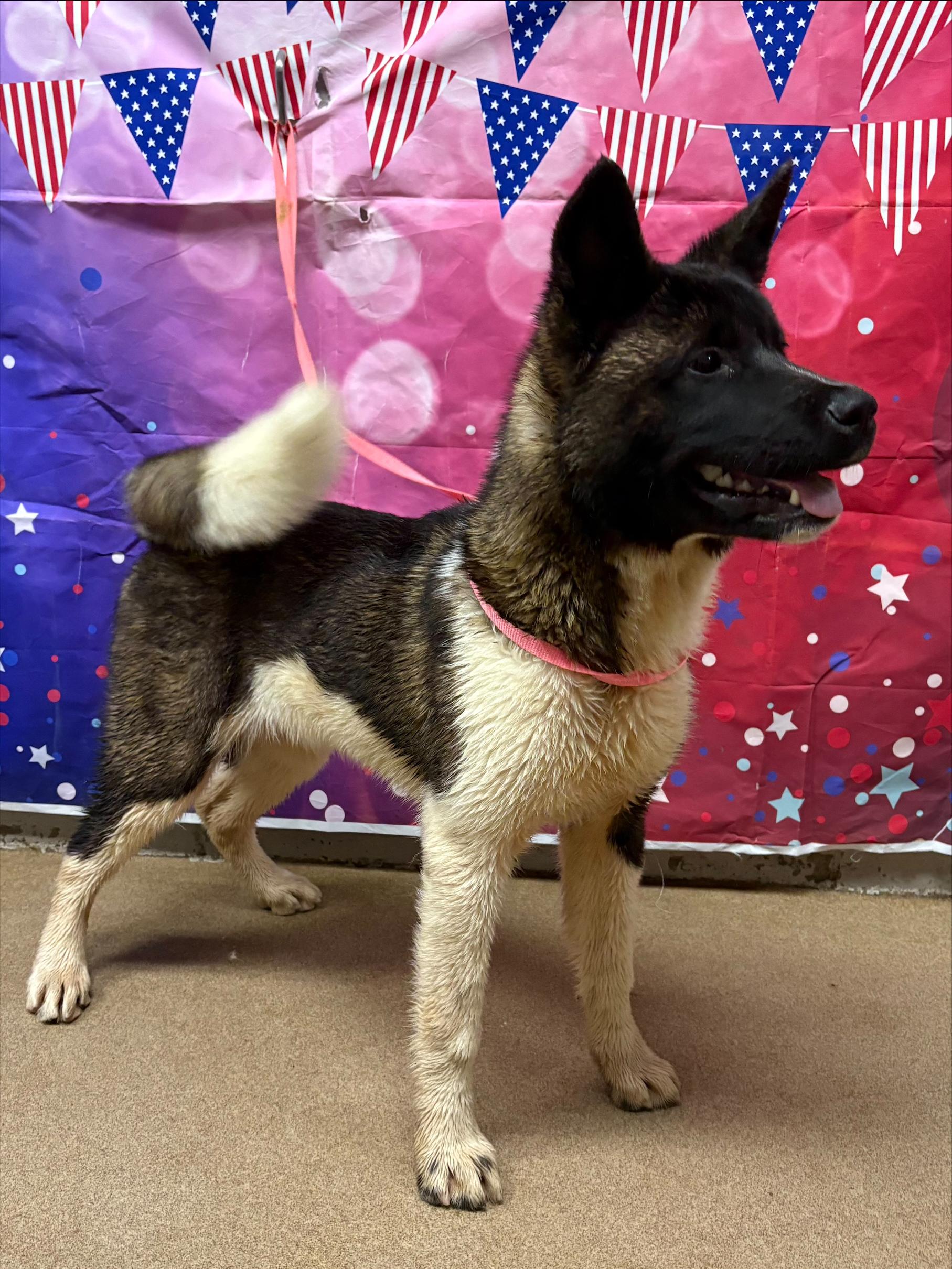 Yogi, an adoptable Akita in Gardiner, NY image 3/5