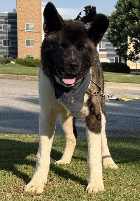 Yogi, an adoptable Akita in Gardiner, NY image 5/5