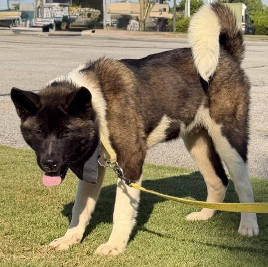 Yogi, an adoptable Akita in Gardiner, NY image 4/5