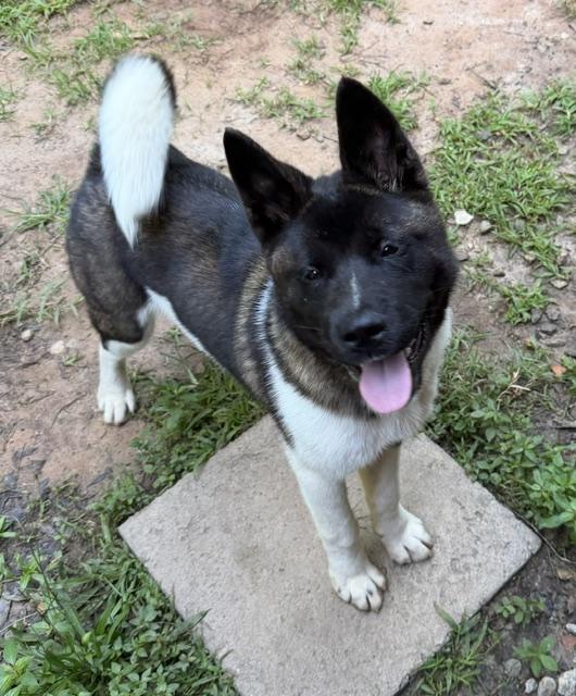 Yogi, adoptable, Young Male Akita.