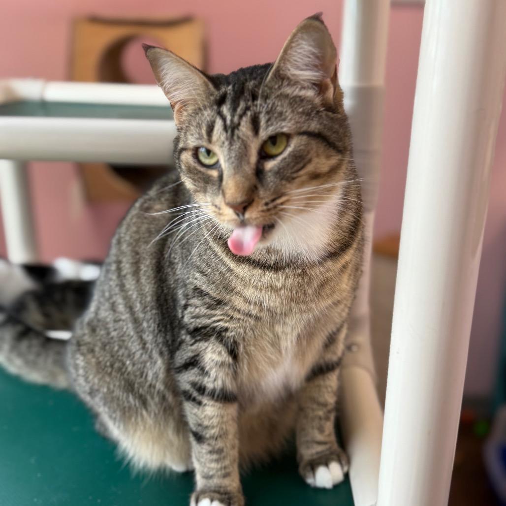 Enlarge Chopstick, a Adoptable Domestic Short Hair in Port Richey, FL image 1/6