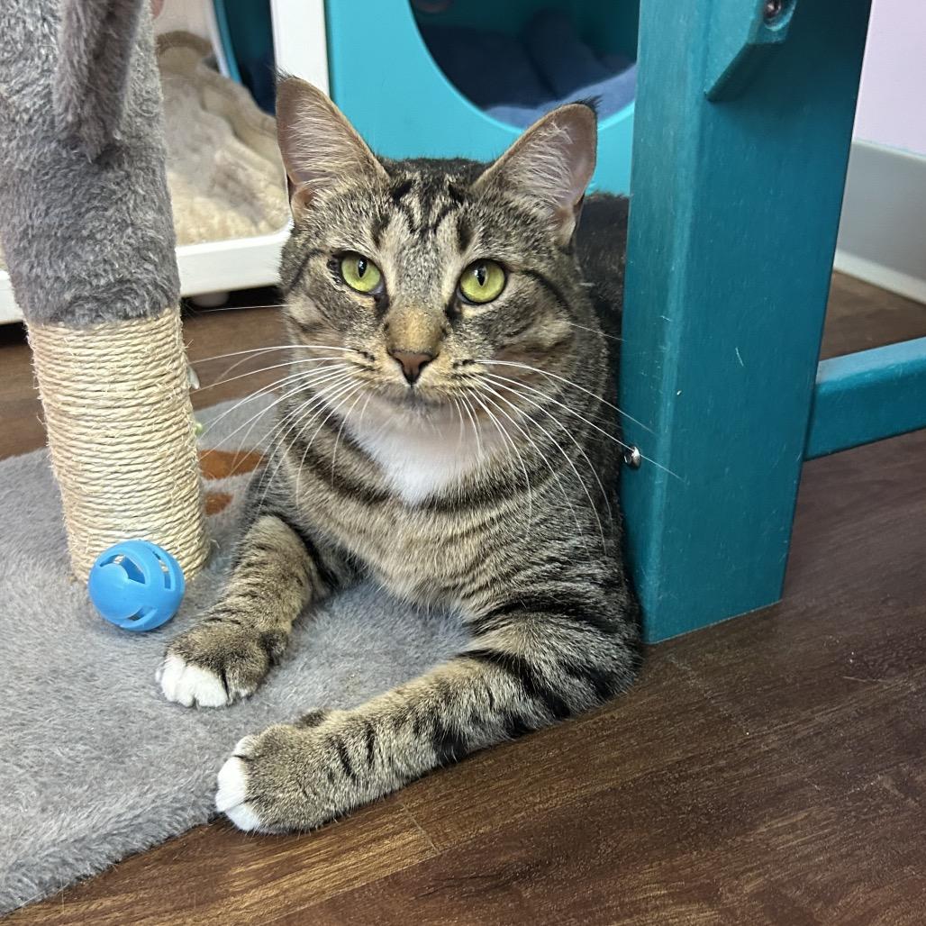 Chopstick, a Adoptable Domestic Short Hair in Port Richey, FL image 1/6