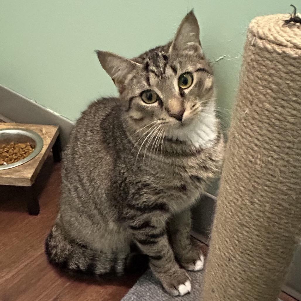 Enlarge Chopstick, a Adoptable Domestic Short Hair in Port Richey, FL image 2/6