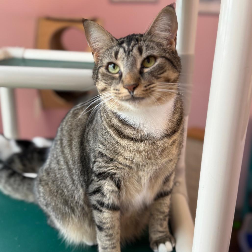 Enlarge Chopstick, a Adoptable Domestic Short Hair in Port Richey, FL image 3/6