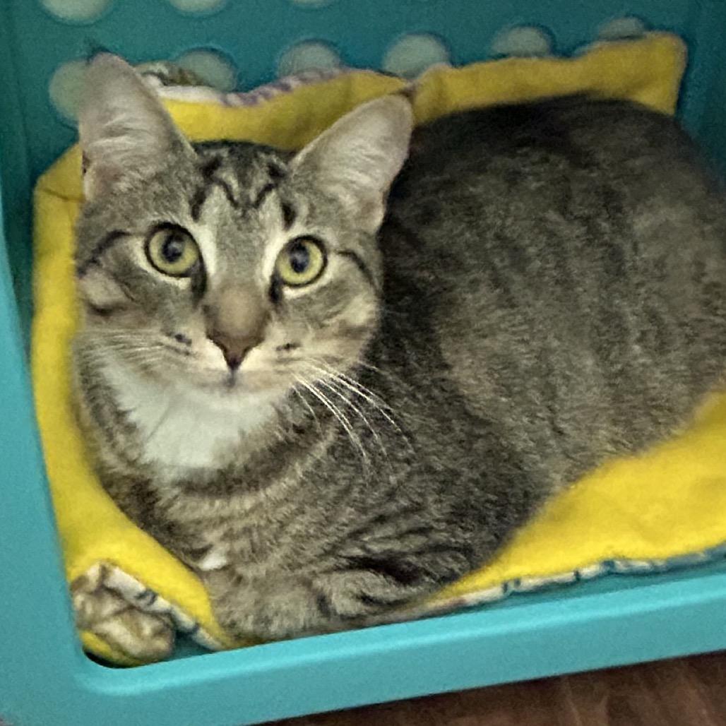 Enlarge Chopstick, a Adoptable Domestic Short Hair in Port Richey, FL image 4/6