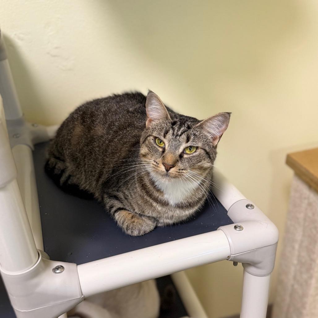 Enlarge Chopstick, a Adoptable Domestic Short Hair in Port Richey, FL image 5/6