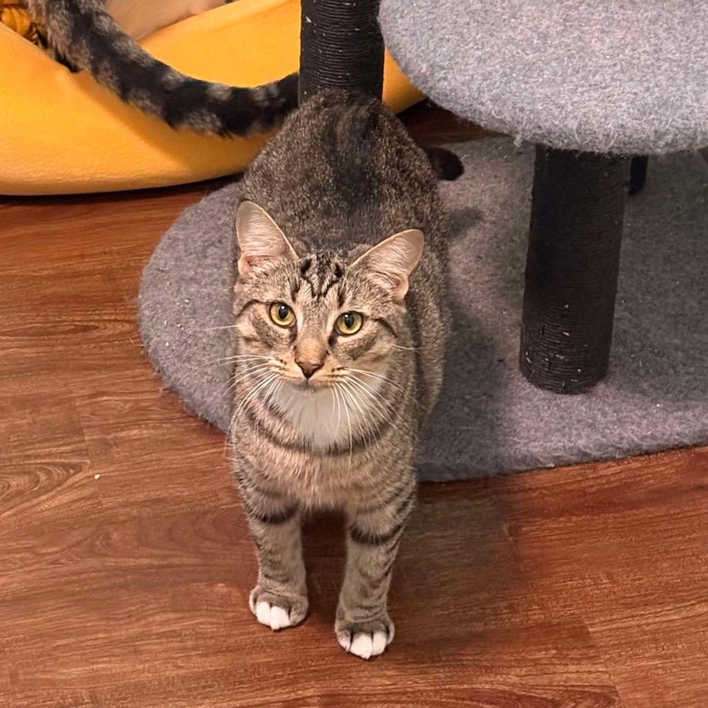 Enlarge Chopstick, a Adoptable Domestic Short Hair in Port Richey, FL image 6/6