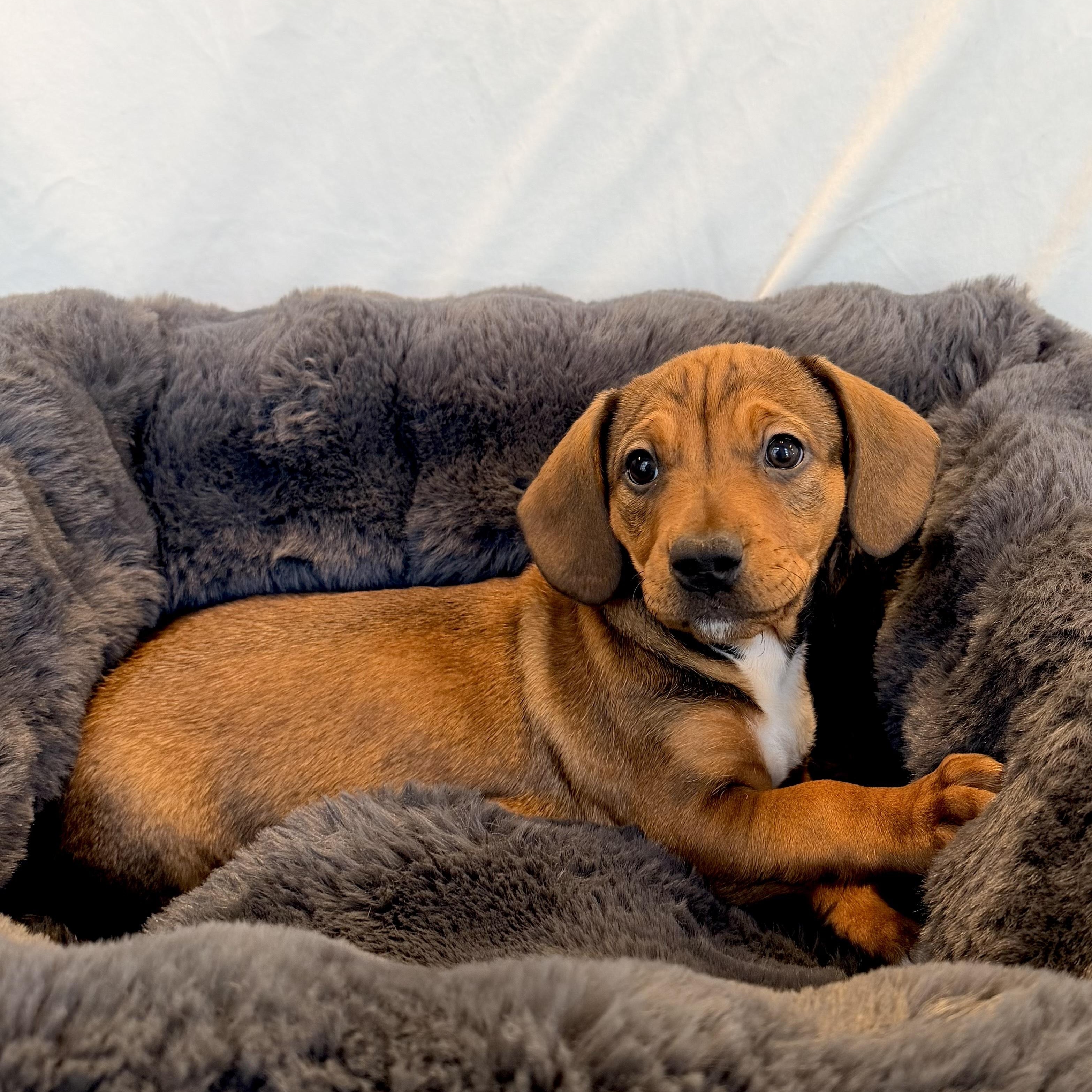 Johnson, adoptable, Puppy Male Mixed Breed.
