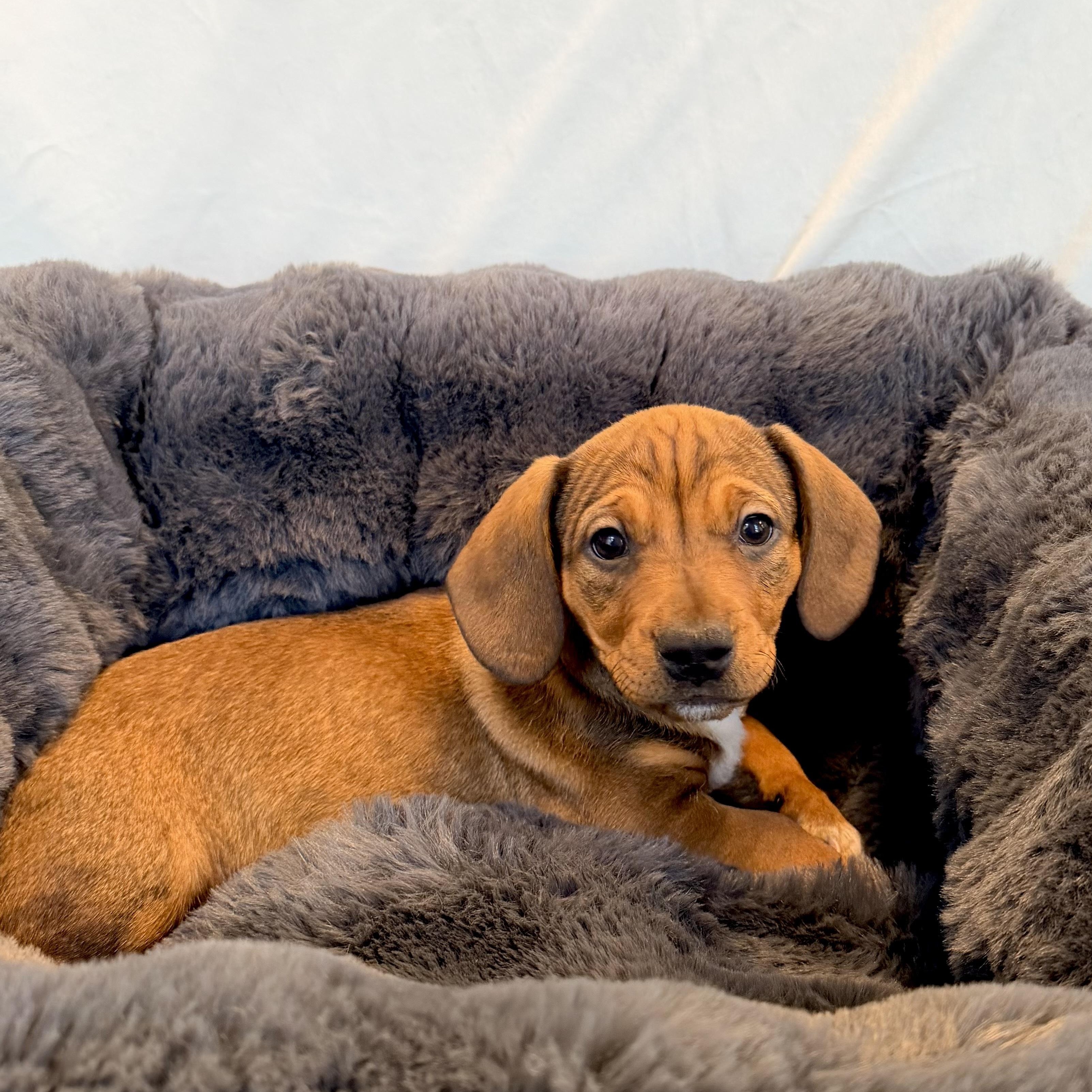 Enlarge Johnson, an adoptable Mixed Breed in Canal Winchester, OH image 2/2